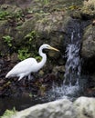 Great White Egret bird Photo.  Great White Egret picture. Image. Portrait. Nature, waterfall background. Image. Portrait. Picture Royalty Free Stock Photo