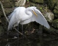 Great White Egret bird Photo.  Great White Egret picture. Image. Portrait. Cleaning its spread wings. Foliage background Royalty Free Stock Photo