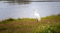 Great White Egret Bird, Resting on Shoreline of Natural Habitat Royalty Free Stock Photo