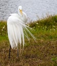 Great White Egret Bird, Resting on Shoreline of Natural Habitat Royalty Free Stock Photo