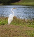 Great White Egret Bird, Resting on Shoreline of Natural Habitat Royalty Free Stock Photo