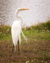 Great White Egret Bird, Resting on Shoreline of Natural Habitat Royalty Free Stock Photo