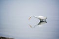 Great White Egret Searches for Food in the Bay Royalty Free Stock Photo