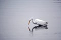 Great White Egret Searches for Food in the Bay Royalty Free Stock Photo