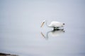 Great White Egret Searches for Food in the Bay Royalty Free Stock Photo