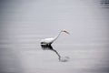 Great White Egret Searches for Food in the Bay Royalty Free Stock Photo