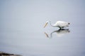 Great White Egret Searches for Food in the Bay Royalty Free Stock Photo