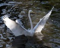 Great White Egret bird stock photo.  Great White Egret bird close-up profile view background foliage. Spread wings. Great White Royalty Free Stock Photo