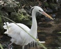 Great White Egret bird Stock Photo.   Great White Egret bird head close-up profile. Image. Picture. Portrait. White colour bird. Royalty Free Stock Photo