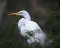Great White Egret bird Stock Photo.   Great White Egret bird head close-up profile. Blur background. Looking to the left side Royalty Free Stock Photo