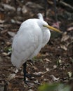 Great White Egret bird Stock Photo.  Image. Portrait. Picture. Bokeh background. White fluffy bird Royalty Free Stock Photo