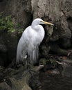 Great White Egret bird stock photo.  Image. Portrait. Picture. Close-up profile view with a big tree background. Angelic white Royalty Free Stock Photo