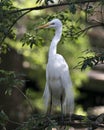 Great White Egret bird stock photo.  Image. Portrait. Picture. Close-up profile view bokeh background .  Perched. Beautiful Royalty Free Stock Photo