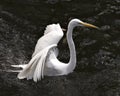 Great White Egret bird stock photo.  Image. Portrait. Picture. Close-up profile view water background. Spread wings. Angelic white Royalty Free Stock Photo