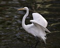 Great White Egret bird Stock Photo.  Image. Portrait. Picture. Flying bird over water. Spread wings. Stretching Royalty Free Stock Photo