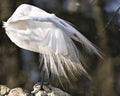 Great White Egret bird Stock Photo. Image. Portrait. Picture. Head under white plumage. Bokeh background