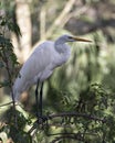 Great White Egret bird Stock Photo.  Image. Portrait. Picture. Perched on a branch. Bokeh background Royalty Free Stock Photo