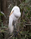 Great White Egret bird Stock Photo.  Image. Portrait. Picture. Photo Royalty Free Stock Photo