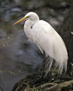 Great White Egret bird Stock Photo.  Image. Portrait. Picture. Photo Royalty Free Stock Photo