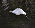 Great White Egret bird Stock Photo.  Image. Portrait. Picture. Photo Royalty Free Stock Photo