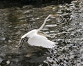 Great White Egret bird Stock Photo.  Image. Portrait. Picture. Spread wings. Stretching. Water background Royalty Free Stock Photo