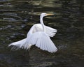 Great White Egret bird Stock Photo.  Image. Portrait. Picture. Standing in the water with spread wings Royalty Free Stock Photo