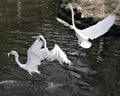 Great White Egret bird Stock Photo.  Image. Portrait. Picture. Three birds flying over water. Fish in beak Royalty Free Stock Photo