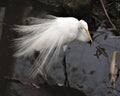 Great White Egret bird Stock Photo.  Image. Portrait. Picture. White feathers plumage. Fluffy plumage. Beautiful bird Royalty Free Stock Photo