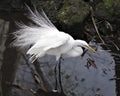 Great White Egret bird Stock Photo.  Image. Portrait. Picture. White feathers plumage. Fluffy plumage. Beautiful bird Royalty Free Stock Photo