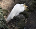 Great White Egret bird Stock Photo.  Image. Portrait. Picture. White feathers plumage. Fluffy plumage. Beautiful bird Royalty Free Stock Photo