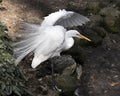 Great White Egret bird Stock Photo.  Image. Portrait. Picture. White feathers plumage. Fluffy plumage. Beautiful bird Royalty Free Stock Photo