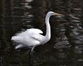 Great White Egret bird Stock Photo.  Image. Portrait. Picture. White feathers plumage. Water background Royalty Free Stock Photo