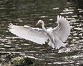 Great White Egret bird stock photos. Great White Egret Portrait. Image. Picture.  Bird flying. Spread wings. Stretching wings. Royalty Free Stock Photo