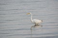 Great White Egret Wades in Bay at Sunrise Royalty Free Stock Photo