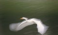 Great White Egret. Royalty Free Stock Photo