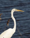 Great White Egret at Bombay Hook