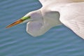 Great White Egret in Breeding Plumage Royalty Free Stock Photo