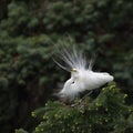 Great white egret in breeding plumage Royalty Free Stock Photo