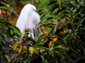 Great white egret in breeding plumage in nest, Florida Royalty Free Stock Photo