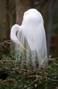 Great White Egret in bridal plumage close up