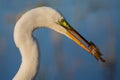 Great white egret catching a fish (Ardea alba), Everglades national park, Florida Royalty Free Stock Photo