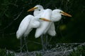 Great white egret chicks Royalty Free Stock Photo