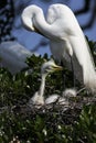 Great White Egret With Chicks
