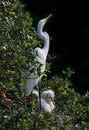 Great White Egret with Chicks