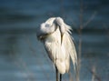 Great white egret cleaning its feathers Royalty Free Stock Photo