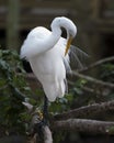 Great White Egret Stock Photo.  Bird cleaning plumage feathers. Blur background. Picture. Image. Portrait Royalty Free Stock Photo