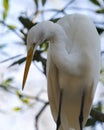 Great White Egret bird Stock Photo. Great White Egret bird head close-up profile. Image. Picture. Portrait. White colour bird. Royalty Free Stock Photo