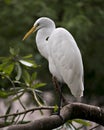 Great White Egret Stock Photo. Great White Egret close-up profile view perched with a blur background displaying white feathers Royalty Free Stock Photo