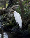 Great White Egret Stock Photo. Image. Picture. Portrait. Blur water background. Trees and moss foreground and background Royalty Free Stock Photo