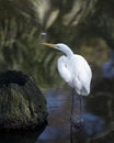 Great White Egret Stock Photo.  Great White Egret close-up profile view. Image. Picture. Portrait. Blur background Royalty Free Stock Photo